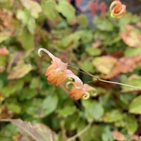 Epimedium  'Amber Queen'